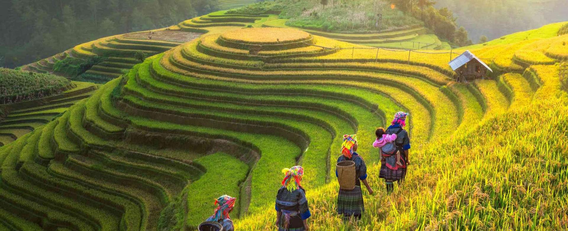 Vietnam Discovery 14 days Rice Terraces in Sapa - Northwest Vietnam