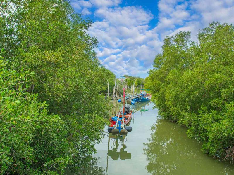 Cycling to Vam Sat EcoPark, Enjoy views of Can Gio Forest on canoeing through the forest